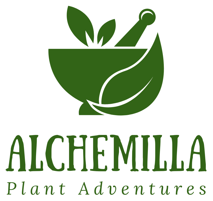 Alchemilla
